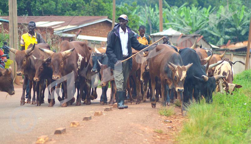 Région Centre/Marché à bétail de Rutegama : Les clients ne se bousculent pas
