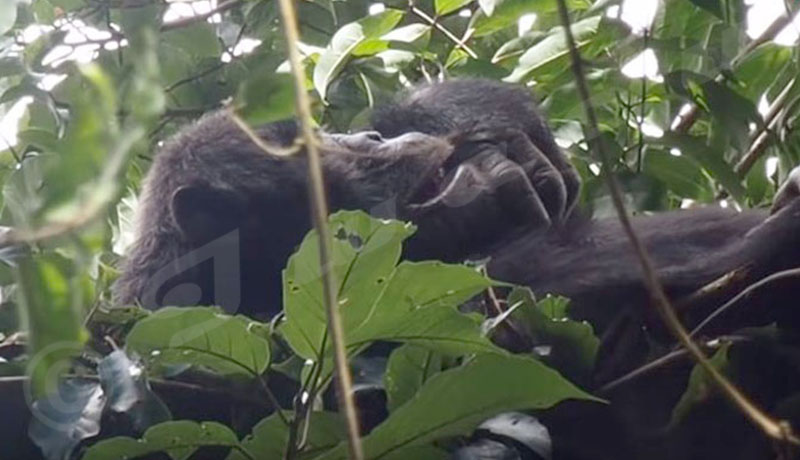 Célébration de la Journée mondiale des chimpanzés au Burundi, une première