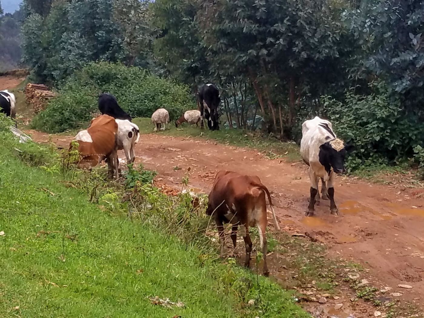 Double meurtre sauvage sur la colline de Gakeceri : deux présumés voleurs de bétail décapités