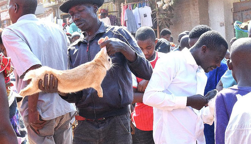 Région Centre/Gitega: achat et vente des lapins, une activité en quête de reconnaissance