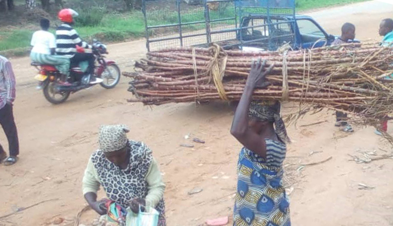 Région Sud/Rumonge : Manque criant de boutures de manioc