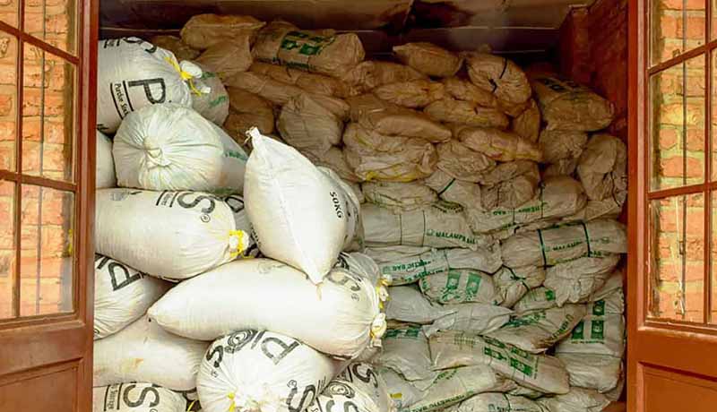 Anagessa : Une vente tardive de grains de maïs
