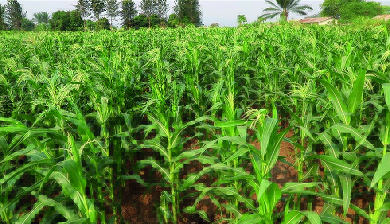 Projet SEPAREF : Ses résultats efficaces impactent positivement les producteurs et les consommateurs